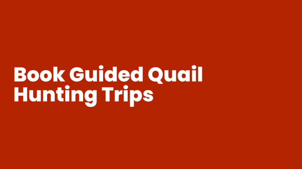 Book Guided Quail Hunting Trips