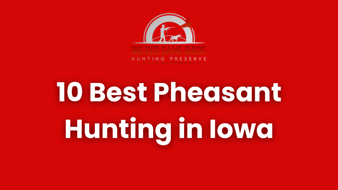 10 Best Pheasant Hunting in Iowa