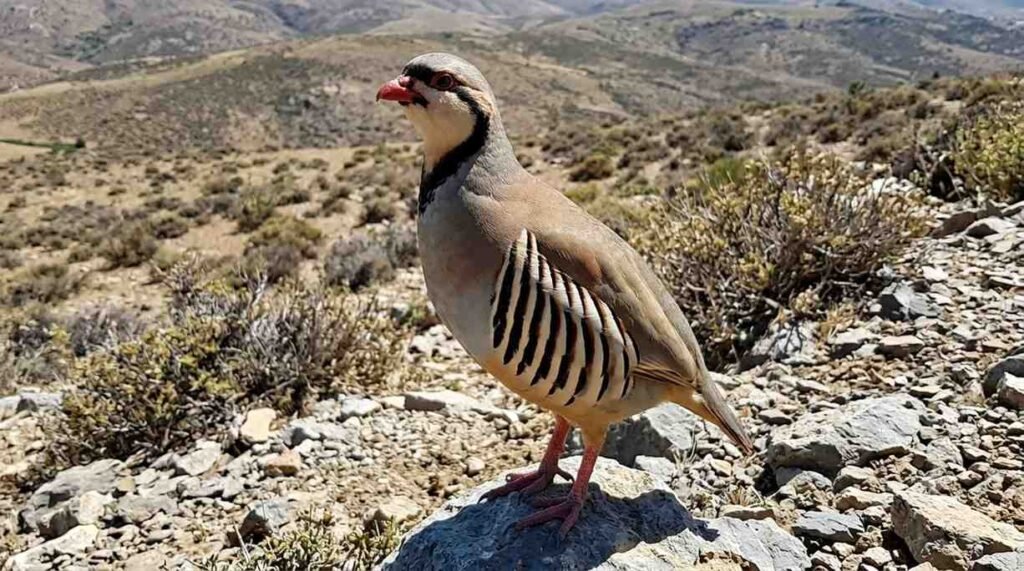 Best Chukar Bird Hunting in Iowa